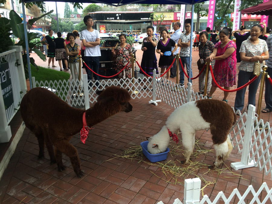 郫縣百倫六一節